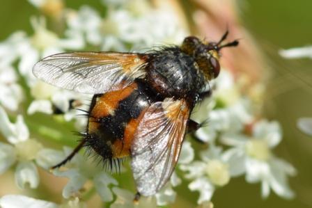 Tachina magnicornis