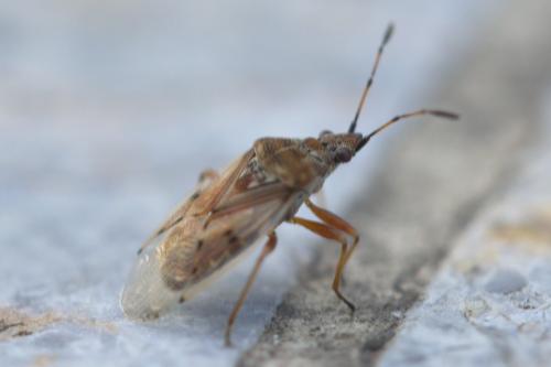 Réf. 236 541 : Kleidocerys sp.