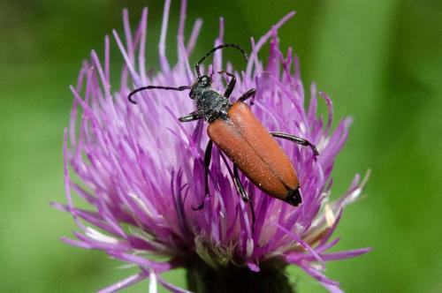 Réf. 236 880 : Anastrangalia sanguinolenta