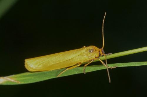 Eilema lutarella