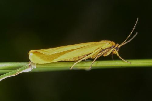 Eilema lutarella