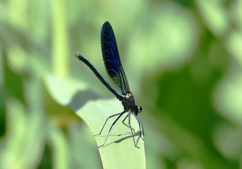 Calopteryx xanthostoma