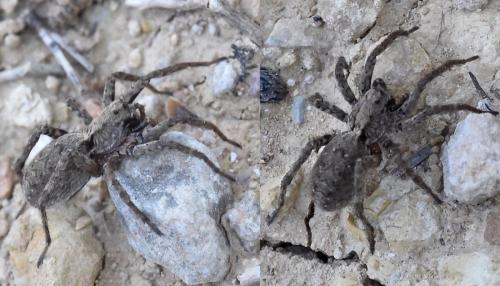 Alopecosa albofasciata