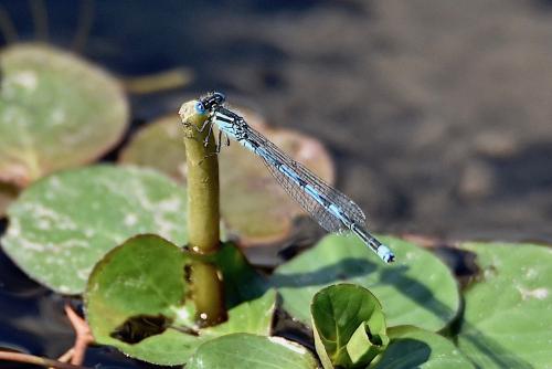 Erythromma lindenii