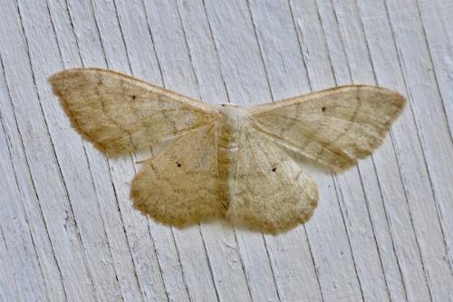 Réf. 236 277 : Idaea sp.