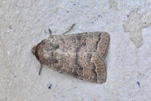 Réf. 236 294 : Hoplodrina sp.