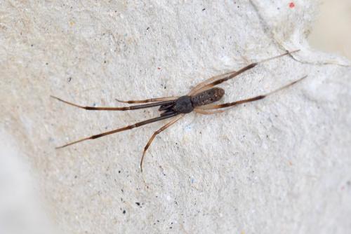 Episinus truncatus