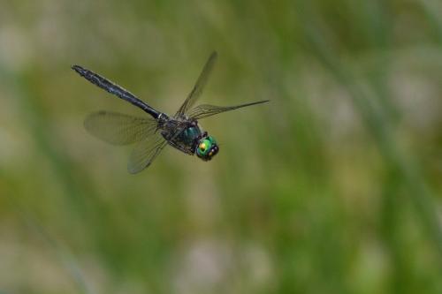 Somatochlora alpestris