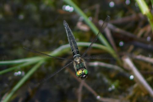 Réf. 236 989 : Somatochlora alpestris