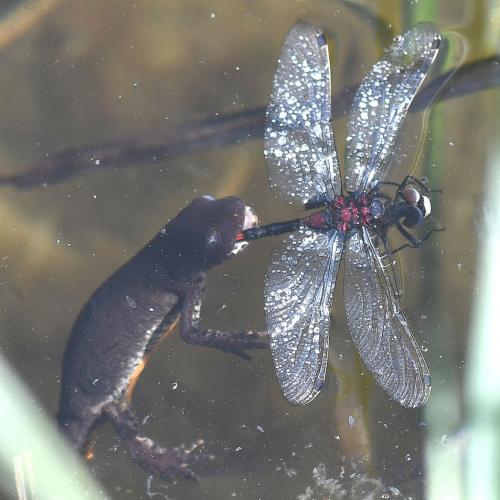 Leucorrhinia dubia