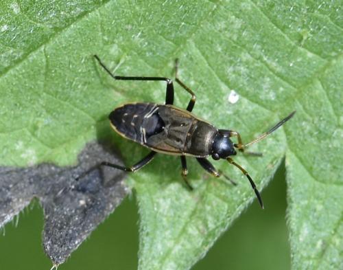 Réf. 236 270 : Rhyparochromus vulgaris
