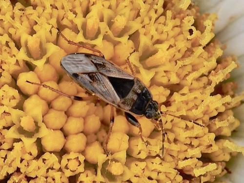 Réf. 236 932 : Trapezonotus ullrichi