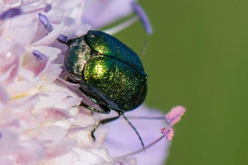 Réf. 236 501 : Cryptocephalus sp.