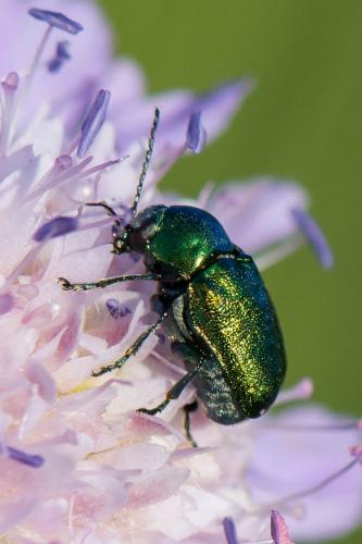 Cryptocephalus sp.