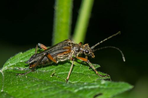 Réf. 236 820 : Stenocorus meridianus