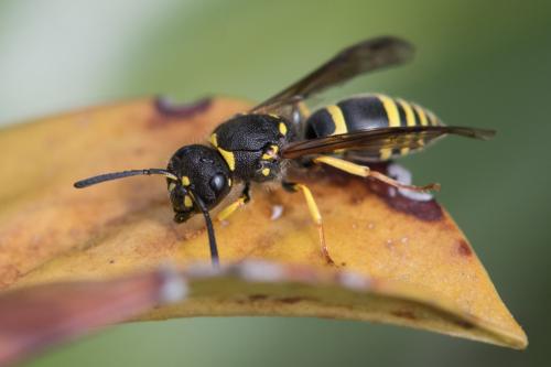 Ancistrocerus sp.