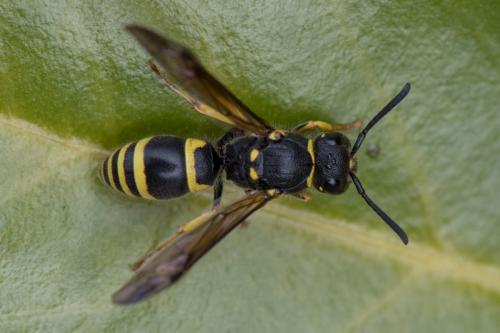 Réf. 236 564 : Ancistrocerus sp.