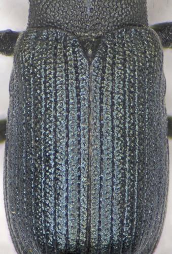 Magdalis duplicata