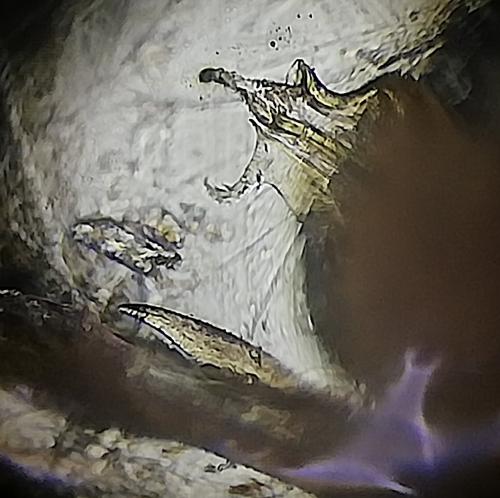 Réf. 236 363 : Enantiulus armatus