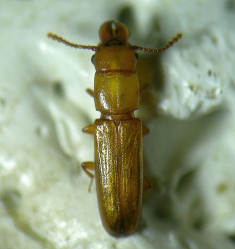 Réf. 236 027 : Prostomis mandibularis