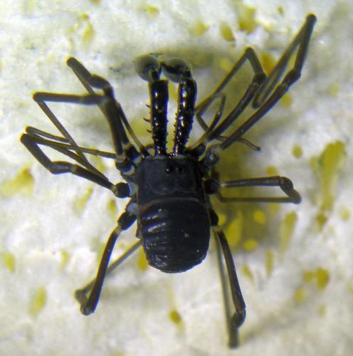 Ischyropsalis carli
