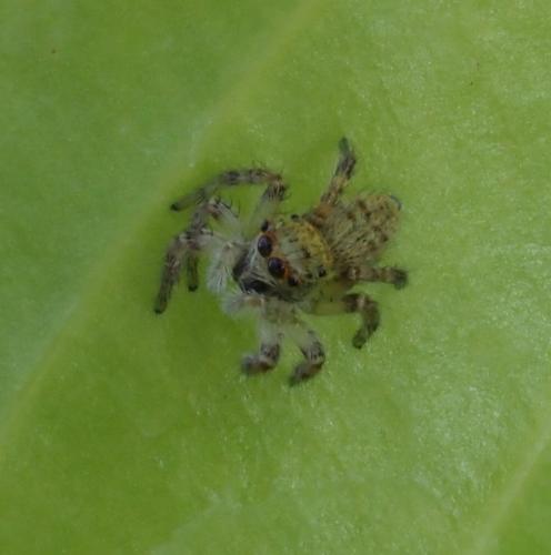 Carrhotus xanthogramma