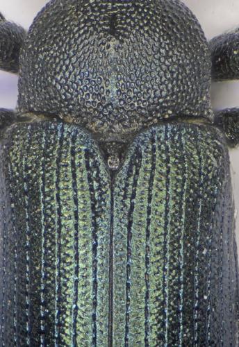 Magdalis frontalis