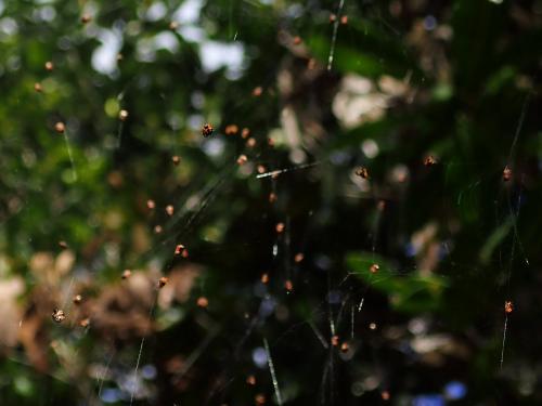 Réf. 236 688 : Gasteracantha sp.