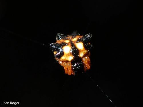 Réf. 236 686 : Gasteracantha sp.