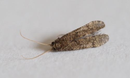 Réf. 236 428 : Ecnomus tenellus