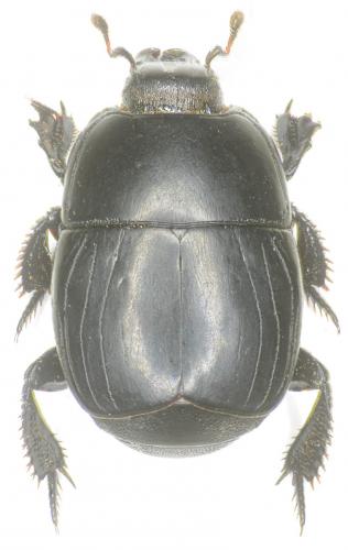 Hister quadrimaculatus