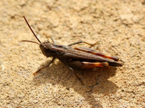 Réf. 236 451 : Omocestus raymondi raymondi