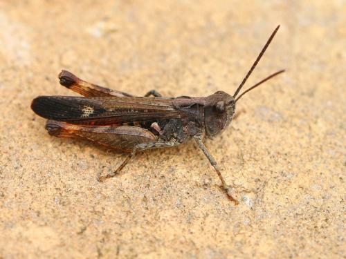 Réf. 236 450 : Omocestus raymondi raymondi