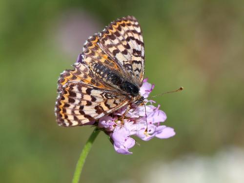 Réf. 236 453 : Melitaea didyma