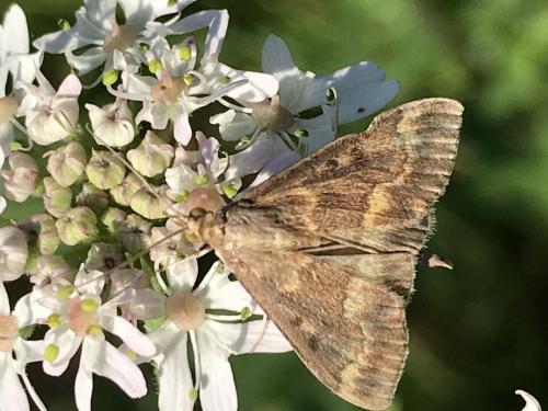 Ostrinia nubilalis