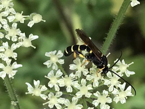 Metopius sp.