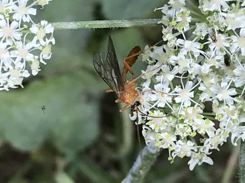 Réf. 236 826 : Netelia sp.