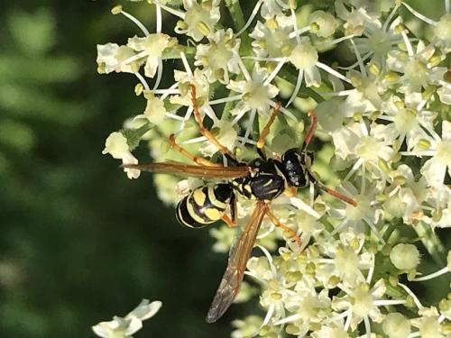 Réf. 236 680 : Polistes sp.