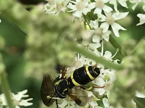 Chrysotoxum bicinctum
