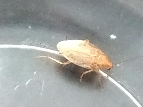 Ectobius sp.