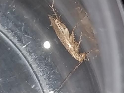 Ectobius sp.