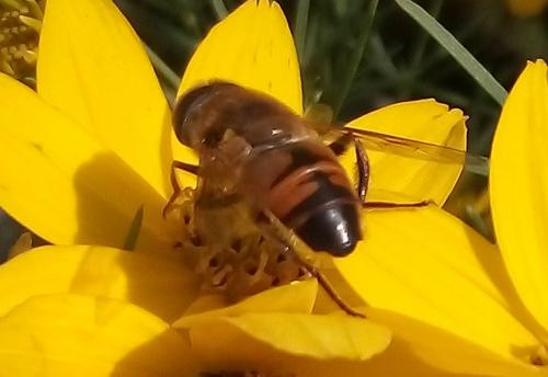 Eristalis tenax