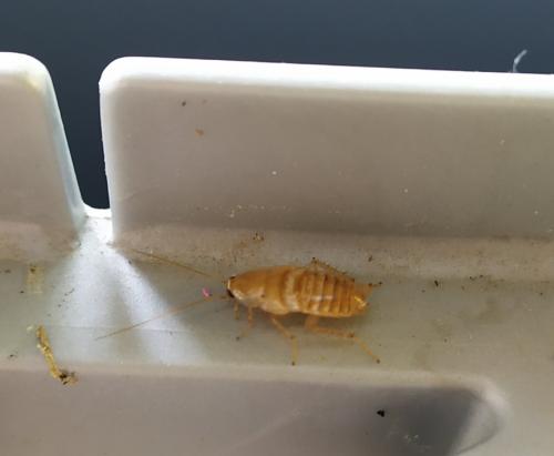 Planuncus vinzi