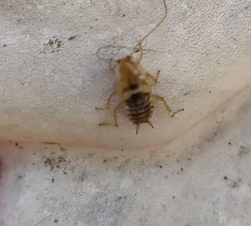 Planuncus vinzi