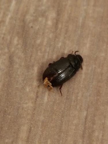Alphitobius diaperinus