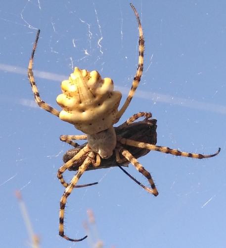 Réf. 236 396 : Argiope lobata