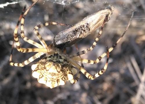 Réf. 236 397 : Argiope lobata