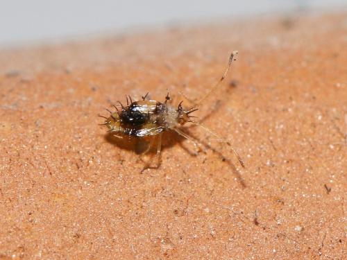 Stephanitis takeyai