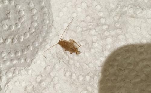 Ectobius sp.