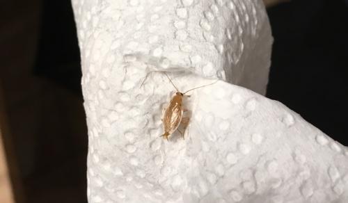 Ectobius sp.